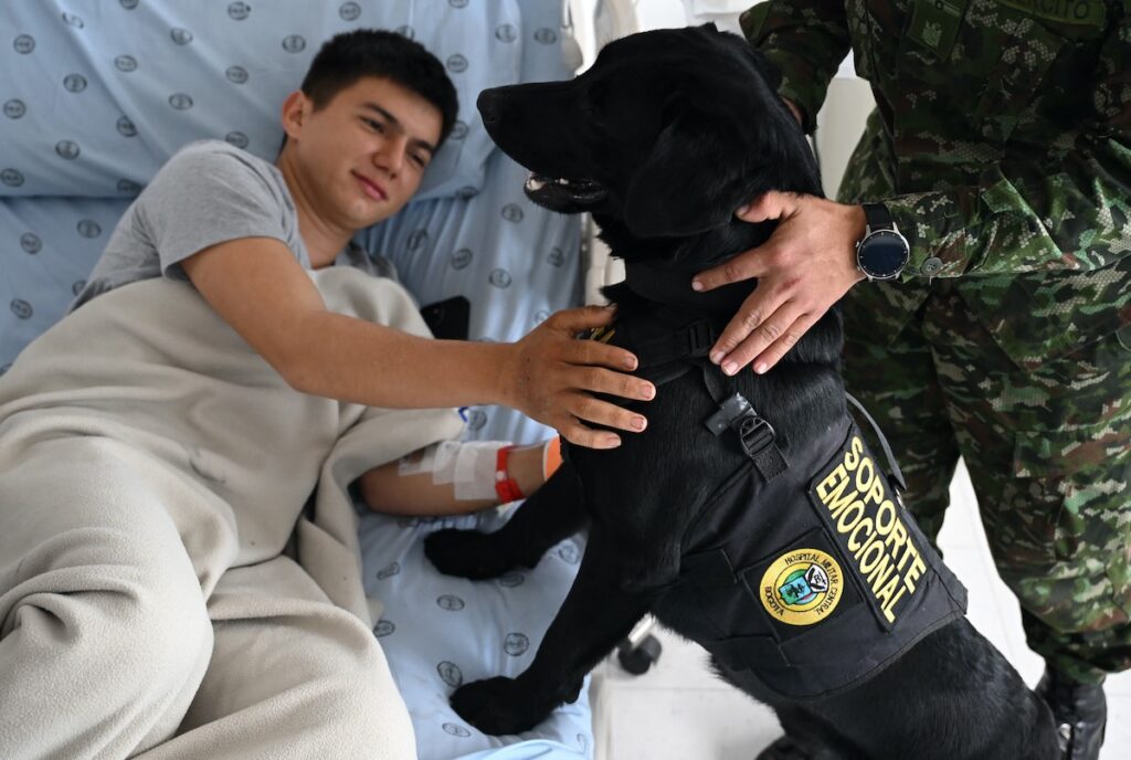 perros terapeutas | fast company mexico