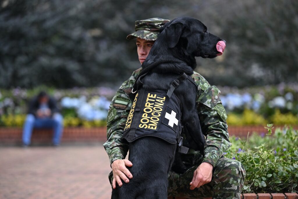 perros terapeutas | fast company mexico