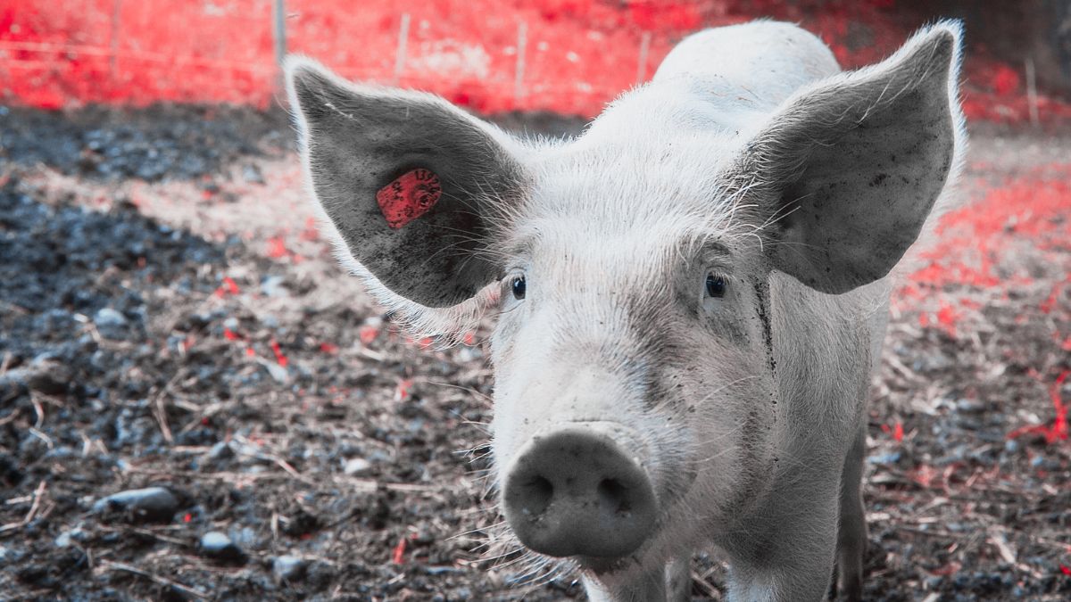 [Foto: mali maeder / 
Pexels]