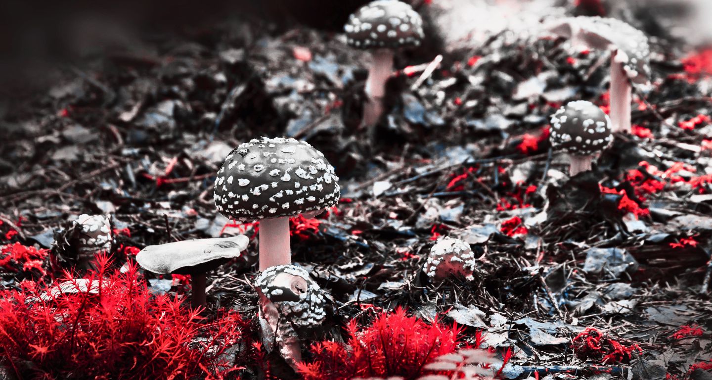 [Foto: Pexels]