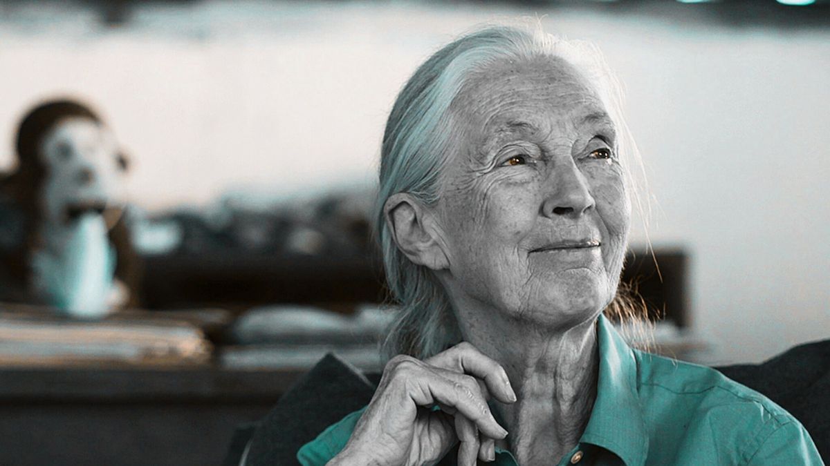 Dr. Jane Goodall el Parque Nacional de Gombe [Foto: Universidad Simon Fraser / Wikimedia Commons]