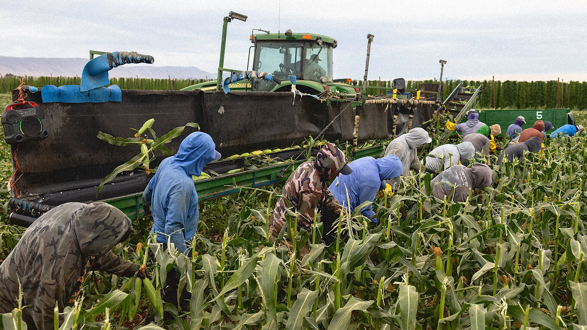 Trabajadores cosechan maíz cerca de Wapato, Washington, el jueves 31 de julio de 2025. [Foto: Emree Weaver/Bloomberg/Getty Images]