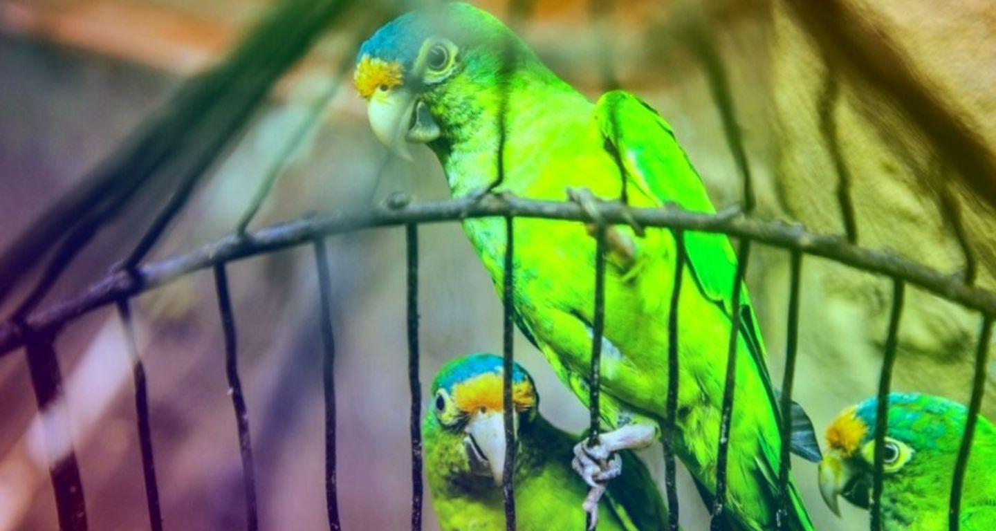 [Foto: Pedro Romero Vidal]