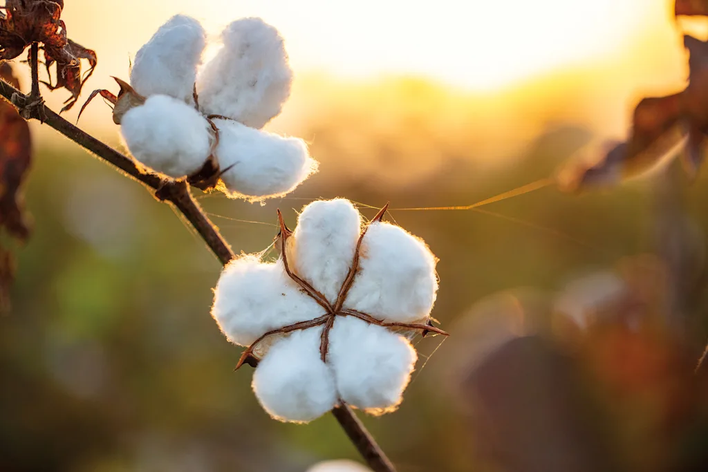 4 Patagonia ganancias Fast Company México Cortesía