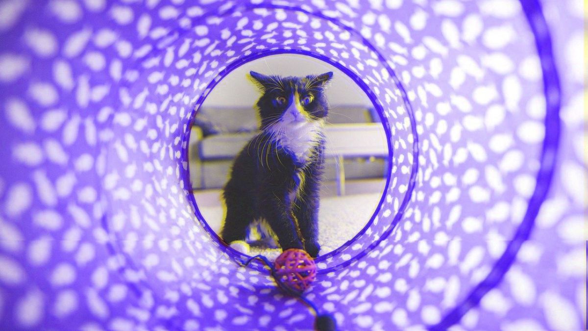 [Foto original: tookapic/Pixabay]