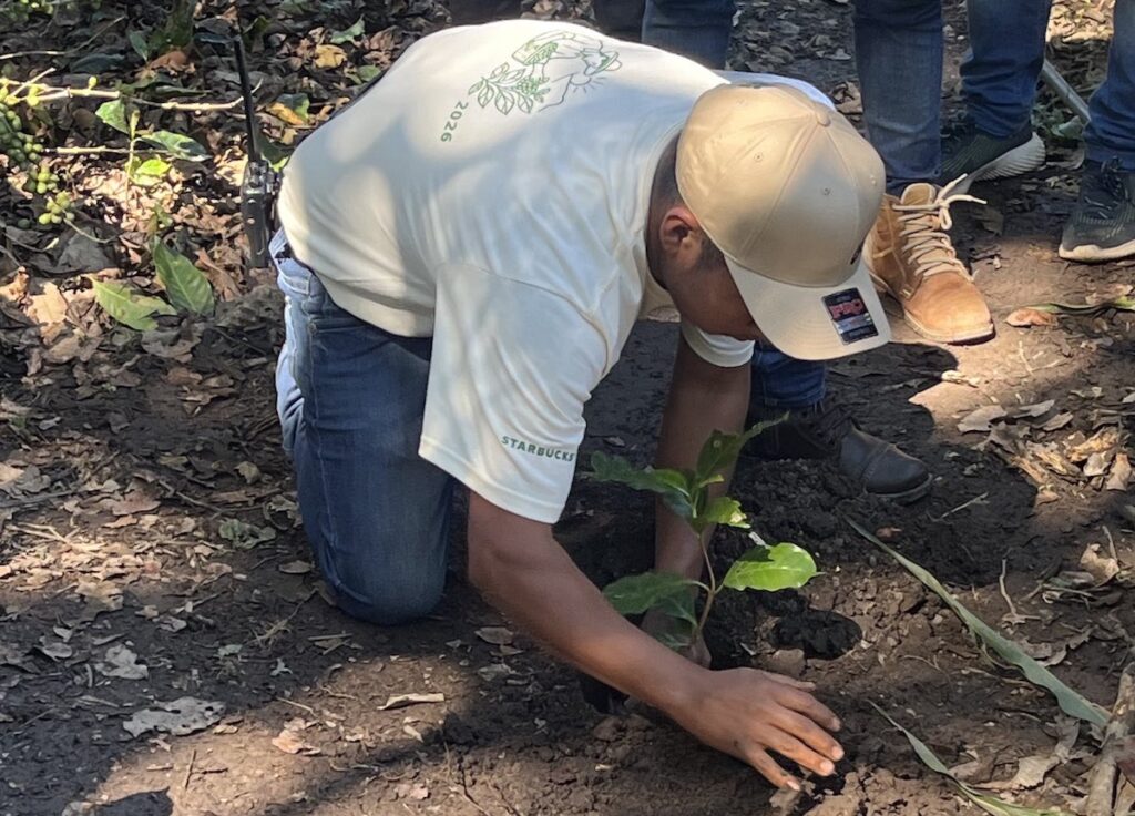 Starbucks Origen Único México | fast company mexico