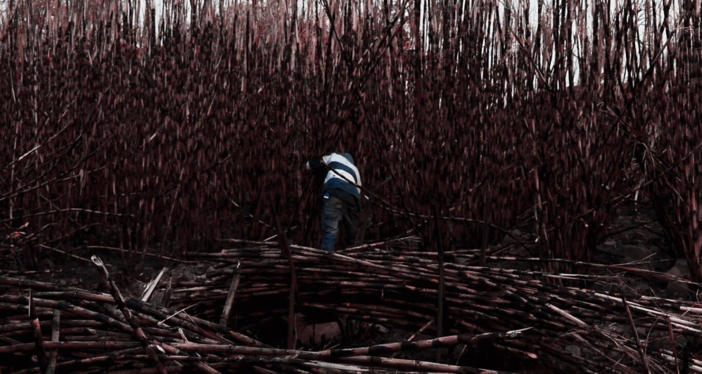 El documental fue filmado en Filmado en Quesería, Colima. [Fotograma: cortesía]