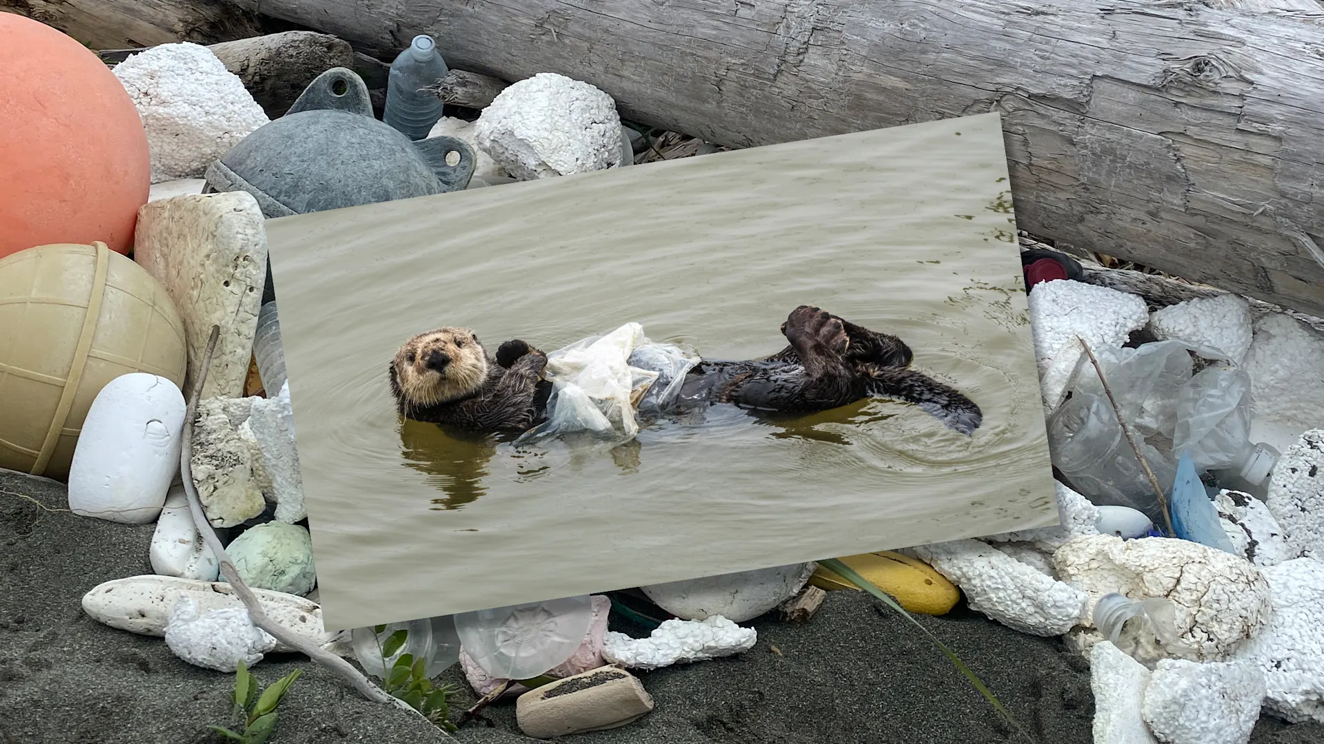 [Fotos: Douglas Croft/Ocean Conservancy, Kristina Tirman/Ocean Conservancy]