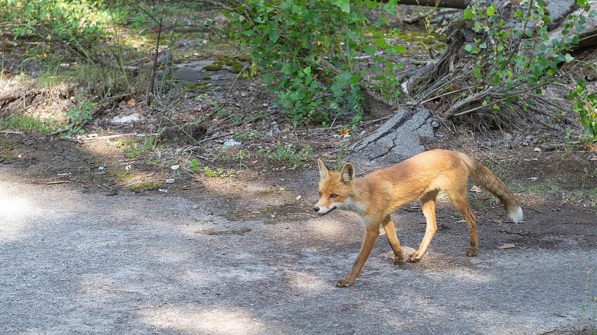 Zorro afuera del café Pripyat, en la zona zona de exclusión de Chernóbil [Foto: Joël van der Loo/Wikimedia Commons]