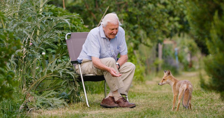 Attenborough con un zorro