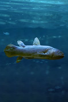 Un celacanto nadando en el océano.