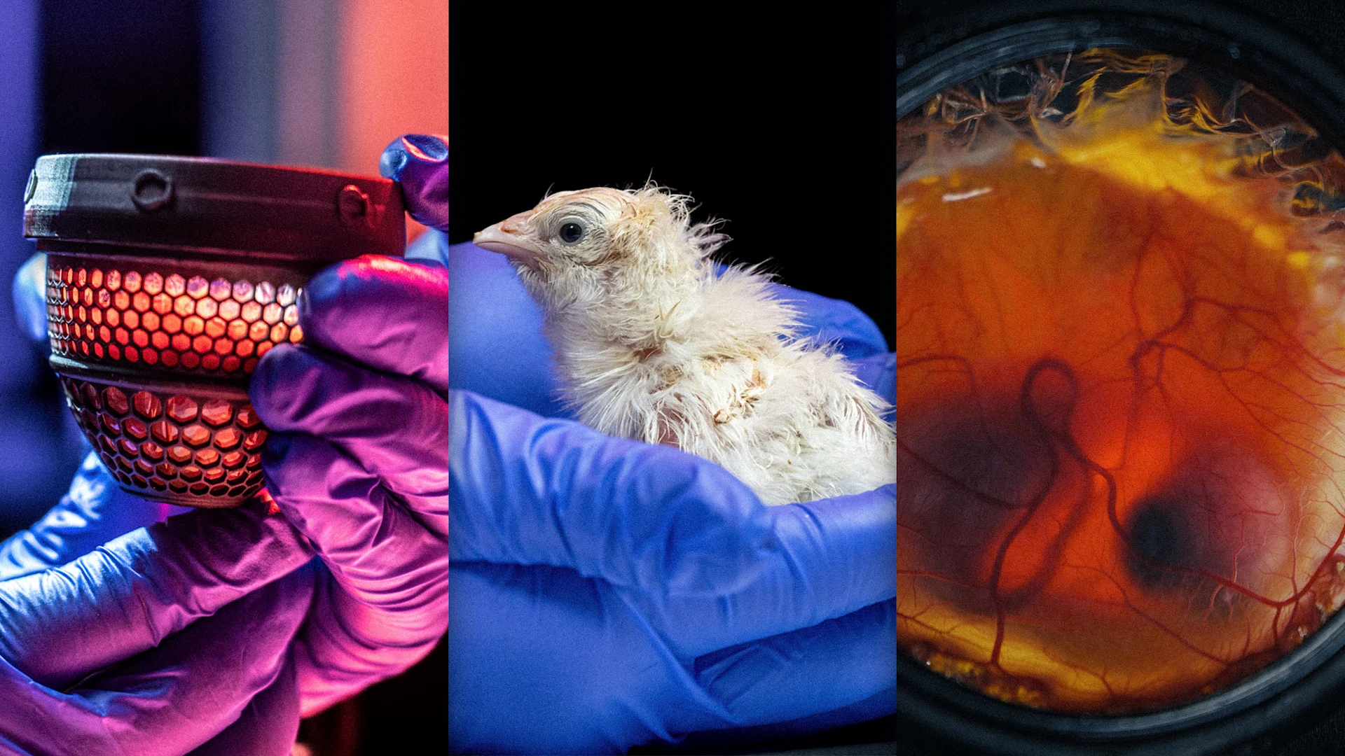 [Fotos: Colossal Biosciences]