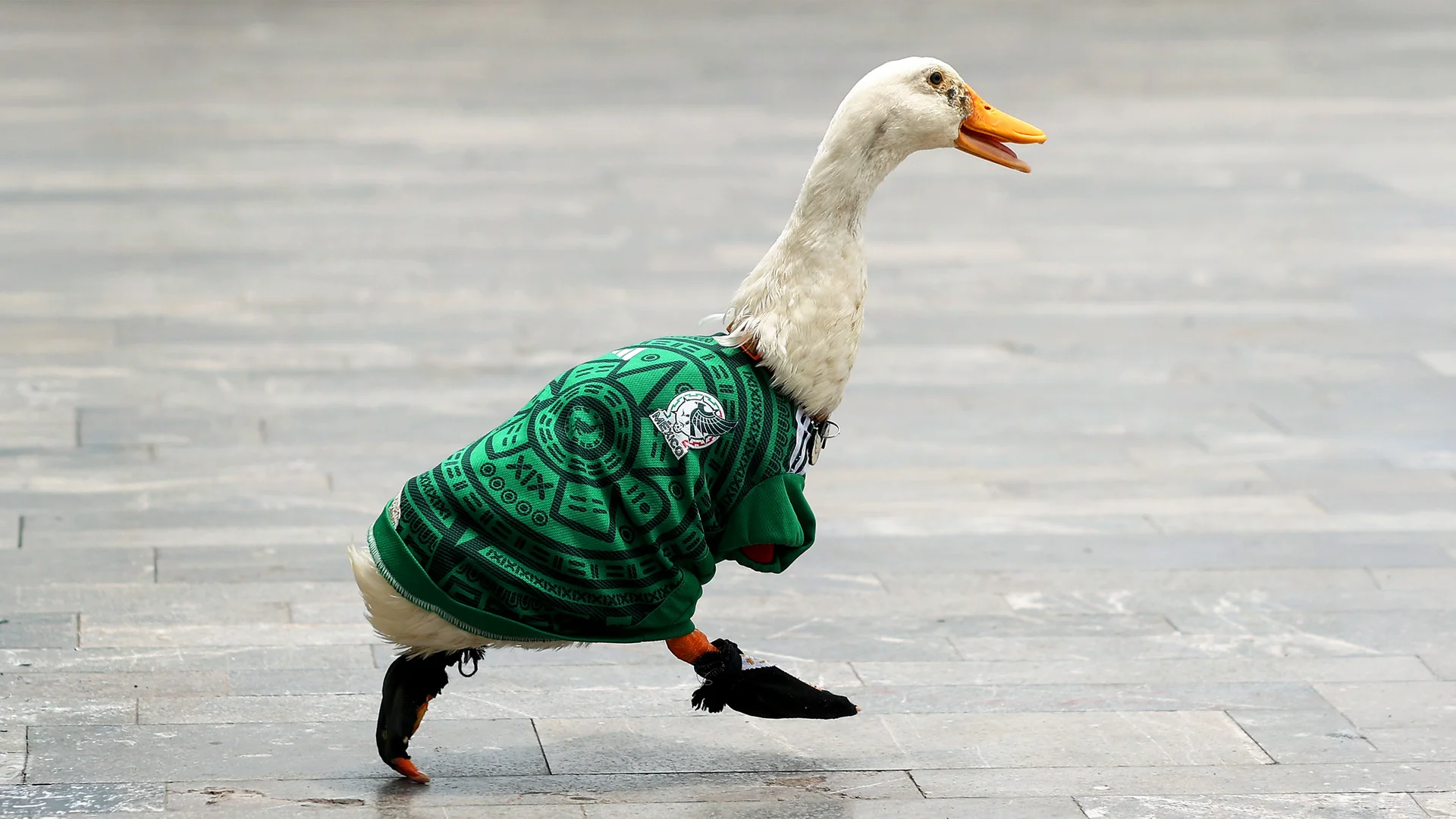 El pato Merlín en Ciudad de México el 16 de junio de 2026. [Foto: Luke Hales/Getty Images]