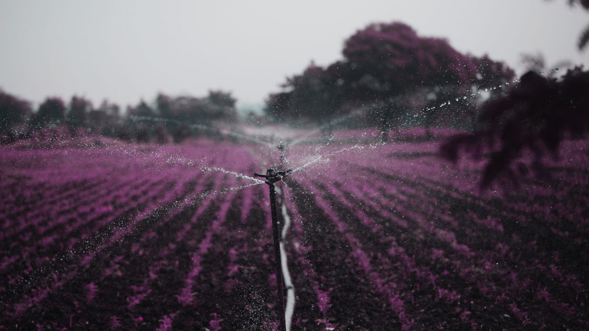 [Foto original:  IMGMIDI/Pixabay]